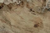 11.7" Triassic, Petrified Wood (Araucaria) Slab - Madagascar  - #196779-1